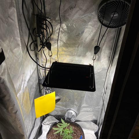 Glue Gelato Auto growlog timeline photo