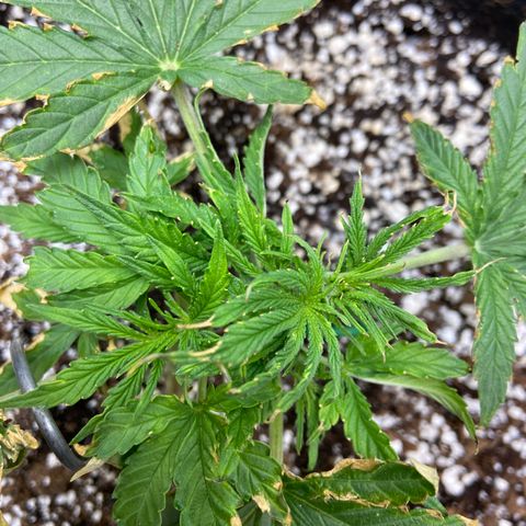Glue Gelato Auto growlog timeline photo