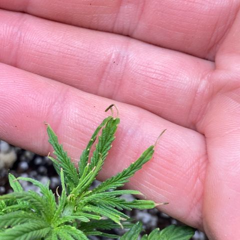 Glue Gelato Auto growlog timeline photo