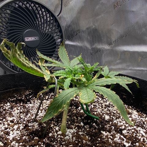 Glue Gelato Auto growlog timeline photo