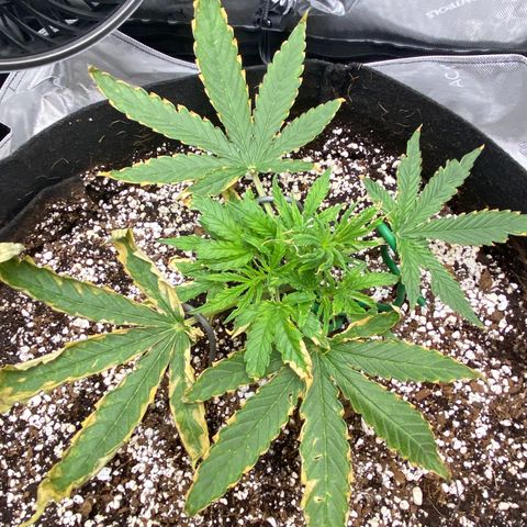 Glue Gelato Auto growlog timeline photo