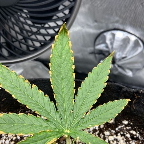 Glue Gelato Auto growlog timeline photo