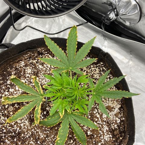 Glue Gelato Auto growlog photo: Left fan almost wilted away. 