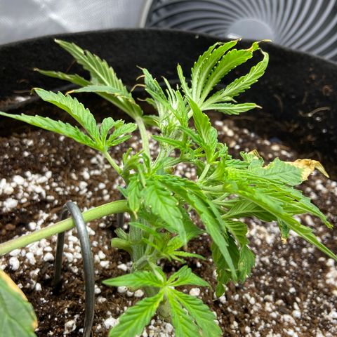 Glue Gelato Auto growlog photo: Went mad scientist on her
