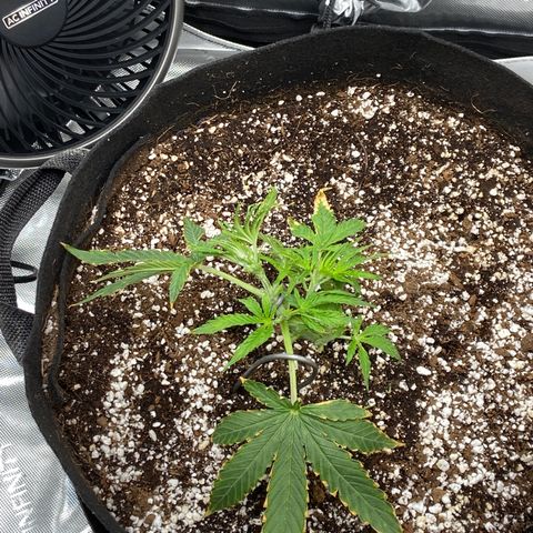Glue Gelato Auto growlog photo: Went mad scientist on her
