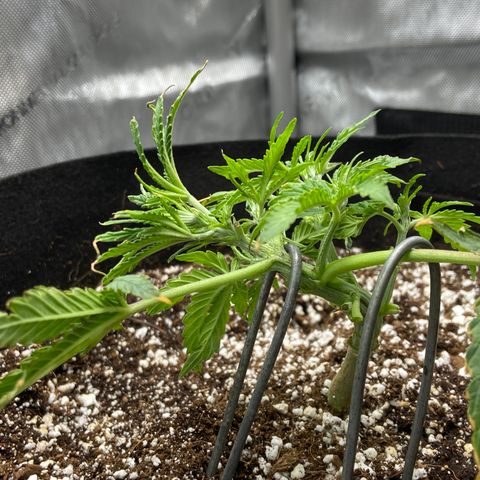 Glue Gelato Auto growlog photo: Went mad scientist on her