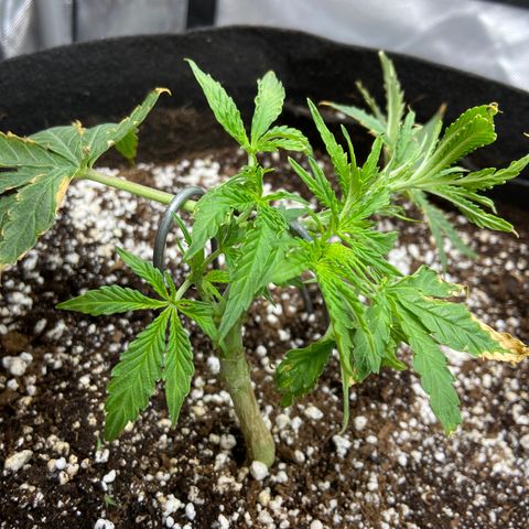 Glue Gelato Auto growlog photo: Went mad scientist on her