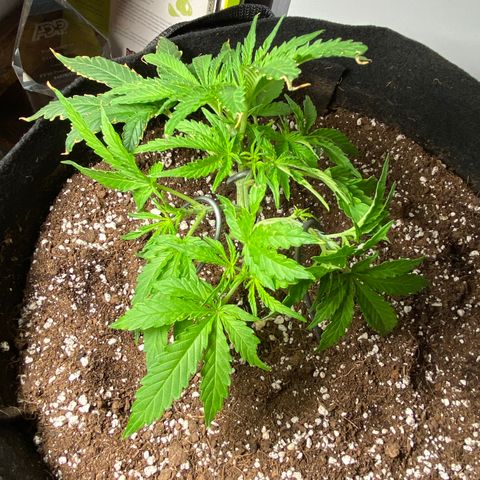 Glue Gelato Auto growlog photo: Lst and pruning. Still looks like something is eating her