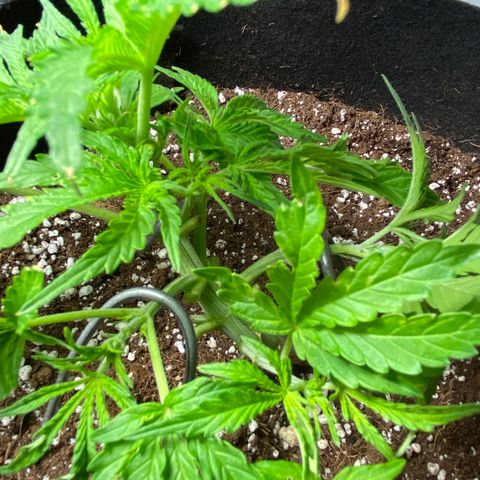 Glue Gelato Auto growlog photo: Lst and pruning. Still looks like something is eating her