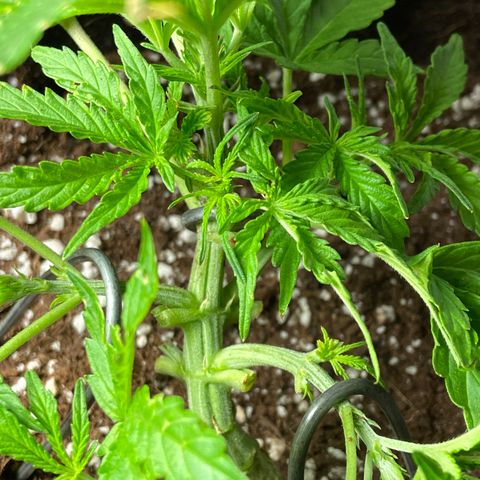 Glue Gelato Auto growlog photo: Lst and pruning. Still looks like something is eating her