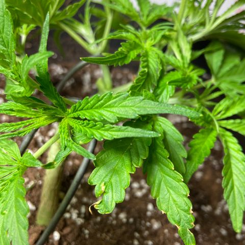 Glue Gelato Auto growlog timeline photo