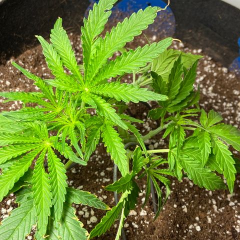 Glue Gelato Auto growlog photo: Lst and pruning. Still looks like something is eating her