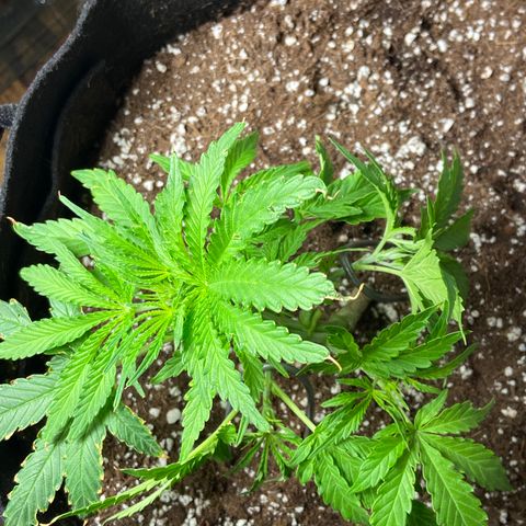 Glue Gelato Auto growlog photo: Lst and pruning. Still looks like something is eating her