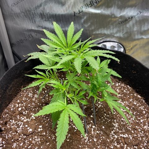 Glue Gelato Auto growlog photo: Nice recovery. Pot still heavy. 