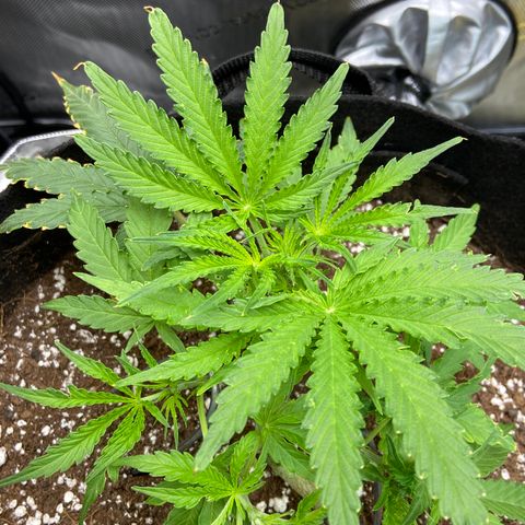 Glue Gelato Auto growlog photo: Nice recovery. Pot still heavy. 