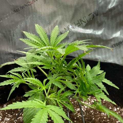Glue Gelato Auto growlog photo: Nice recovery. Pot still heavy. 