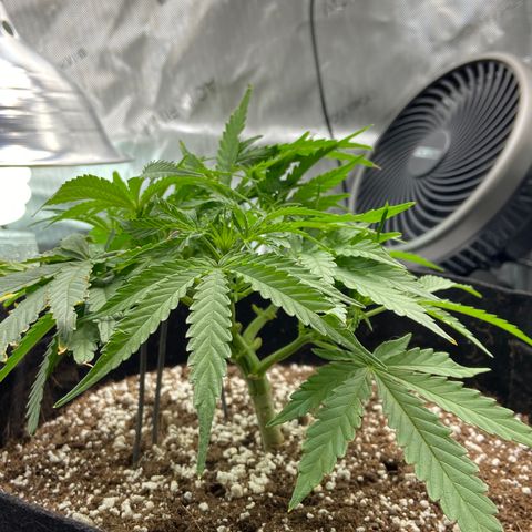 Glue Gelato Auto growlog photo: Time to water i think