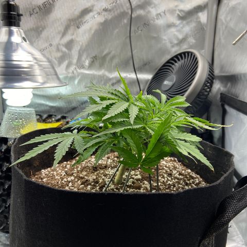 Glue Gelato Auto growlog photo: Time to water i think