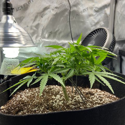 Glue Gelato Auto growlog photo: Time to water i think
