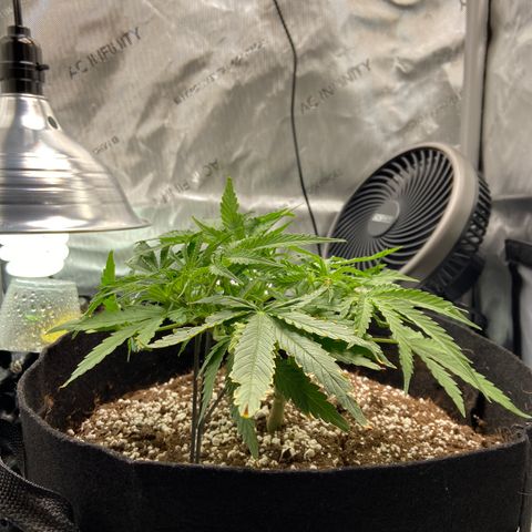 Glue Gelato Auto growlog photo: Time to water i think