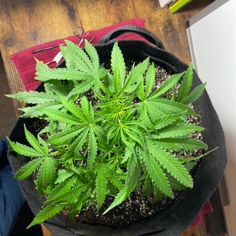 Glue Gelato Auto growlog photo: Before