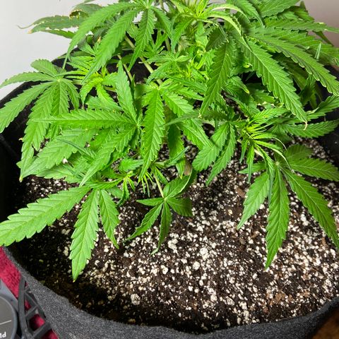 Glue Gelato Auto growlog photo: Before