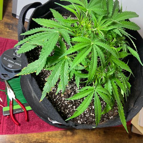 Glue Gelato Auto growlog photo: Before