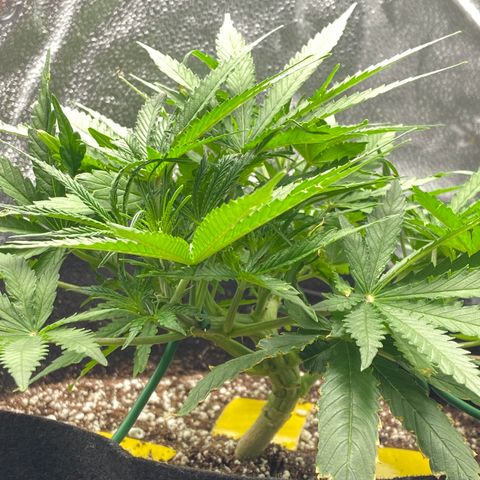 Glue Gelato Auto growlog photo: Flowering? Can I defoliate?