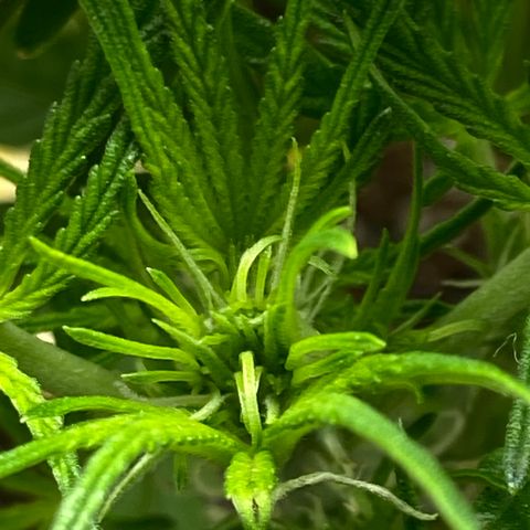 Glue Gelato Auto growlog photo: Flowering? Can I defoliate?