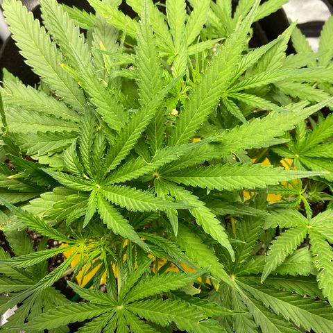 Glue Gelato Auto growlog photo: Flowering? Can I defoliate?