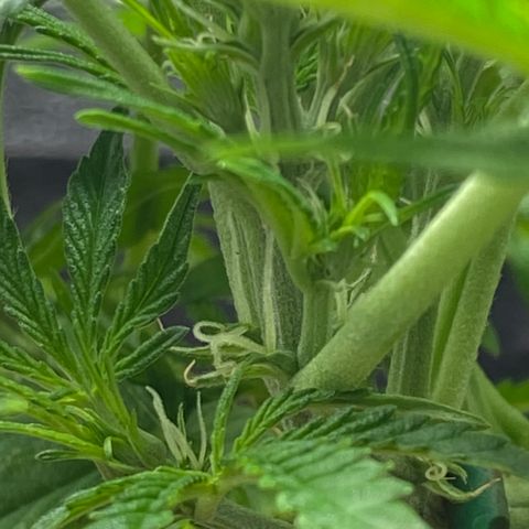 Glue Gelato Auto growlog photo: Flowering? Can I defoliate?