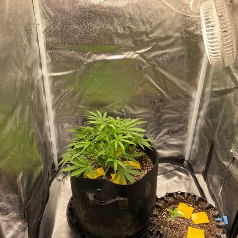 Glue Gelato Auto growlog photo: Lowered lights to 18 in