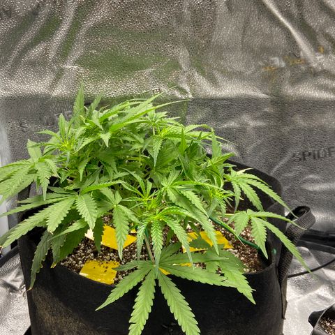 Glue Gelato Auto growlog photo: Pre hair cut