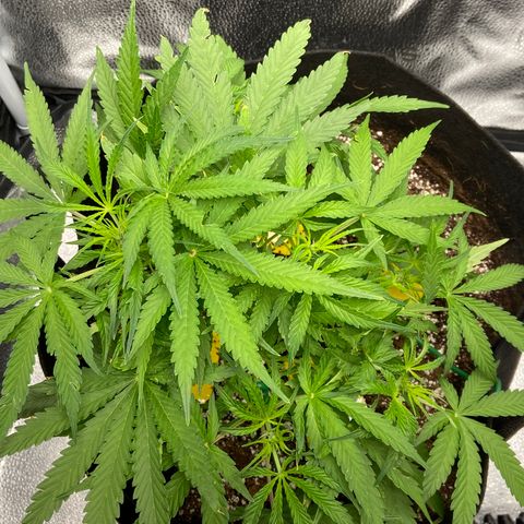 Glue Gelato Auto growlog photo: Pre hair cut