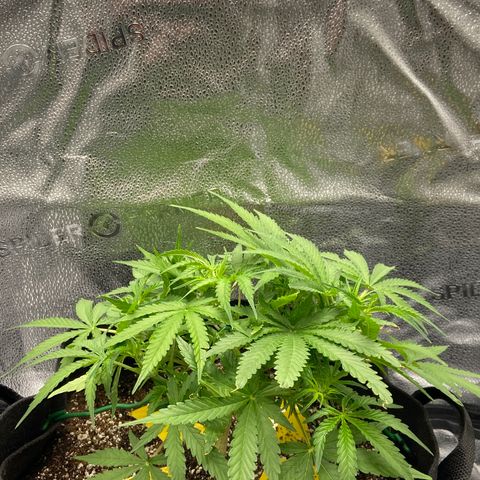 Glue Gelato Auto growlog photo: Pre hair cut