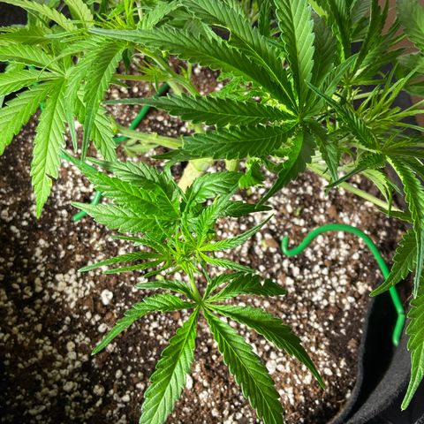 Glue Gelato Auto growlog photo: Omg 