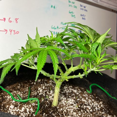 Glue Gelato Auto growlog photo: Omg 