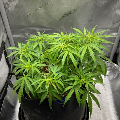 Glue Gelato Auto growlog timeline photo