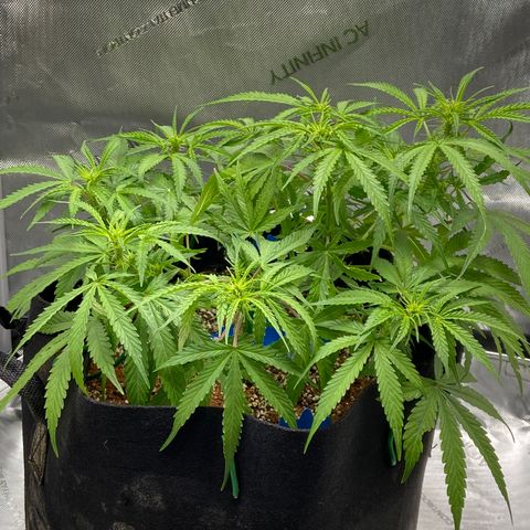 Glue Gelato Auto growlog timeline photo