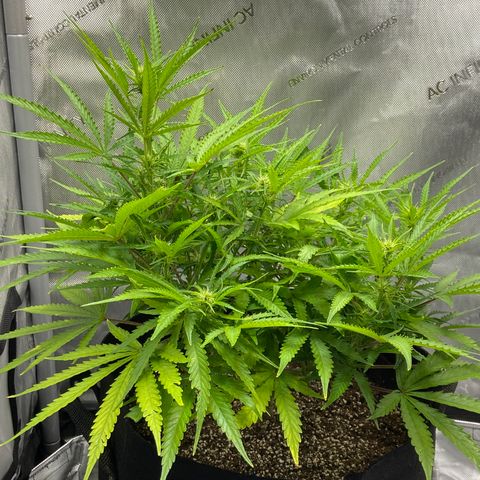 Glue Gelato Auto growlog timeline photo