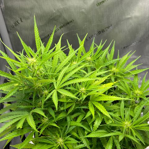 Glue Gelato Auto growlog timeline photo