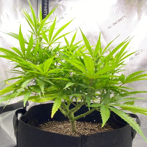 Glue Gelato Auto growlog timeline photo