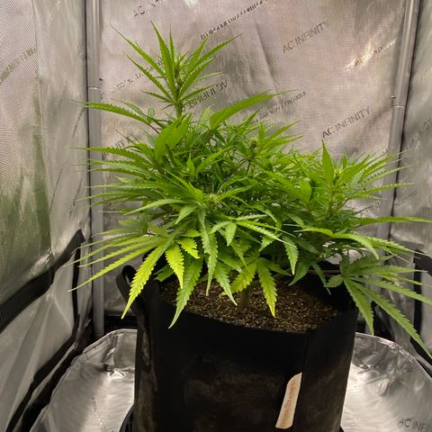 Glue Gelato Auto growlog timeline photo