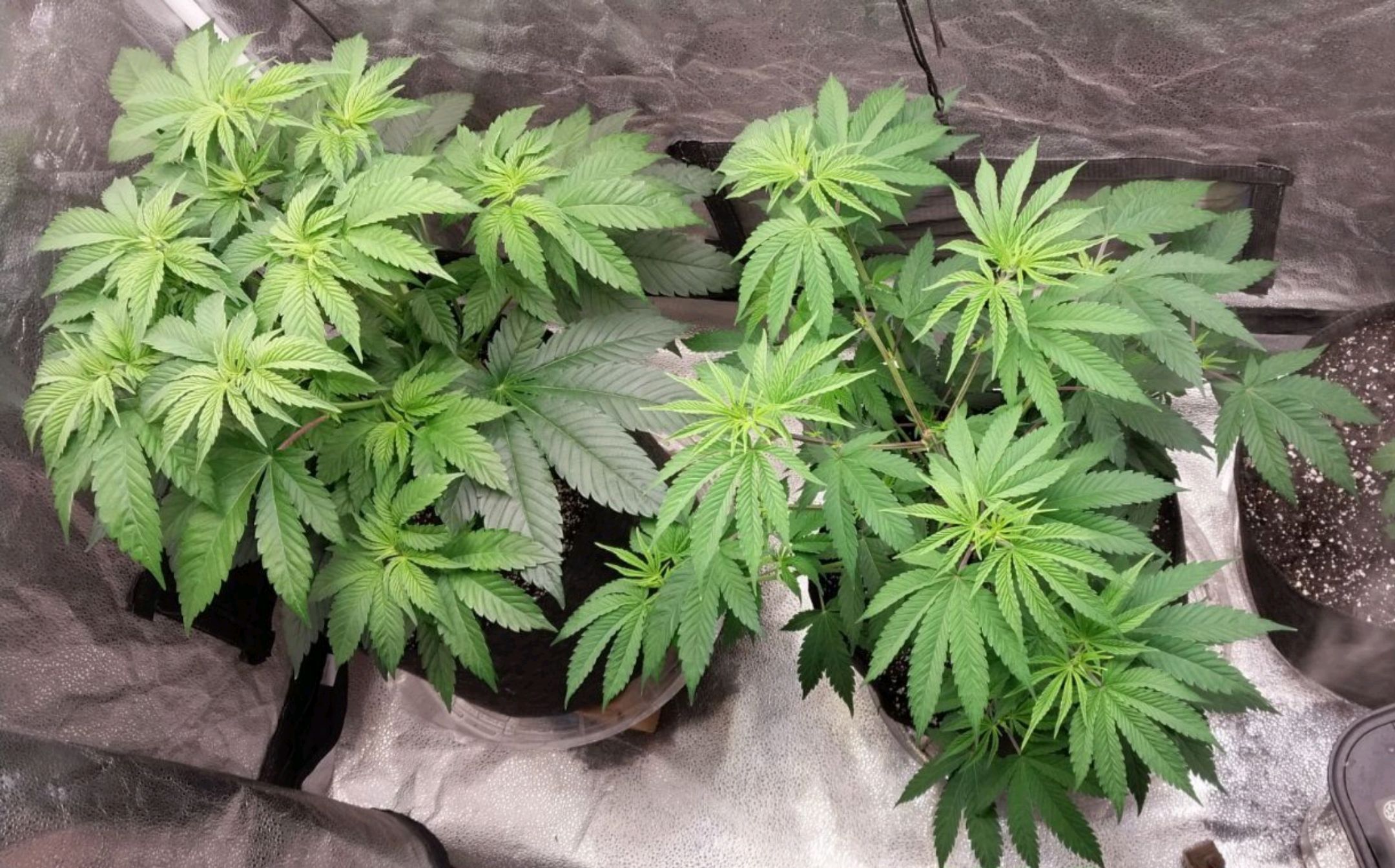 Super Skunk growlog header