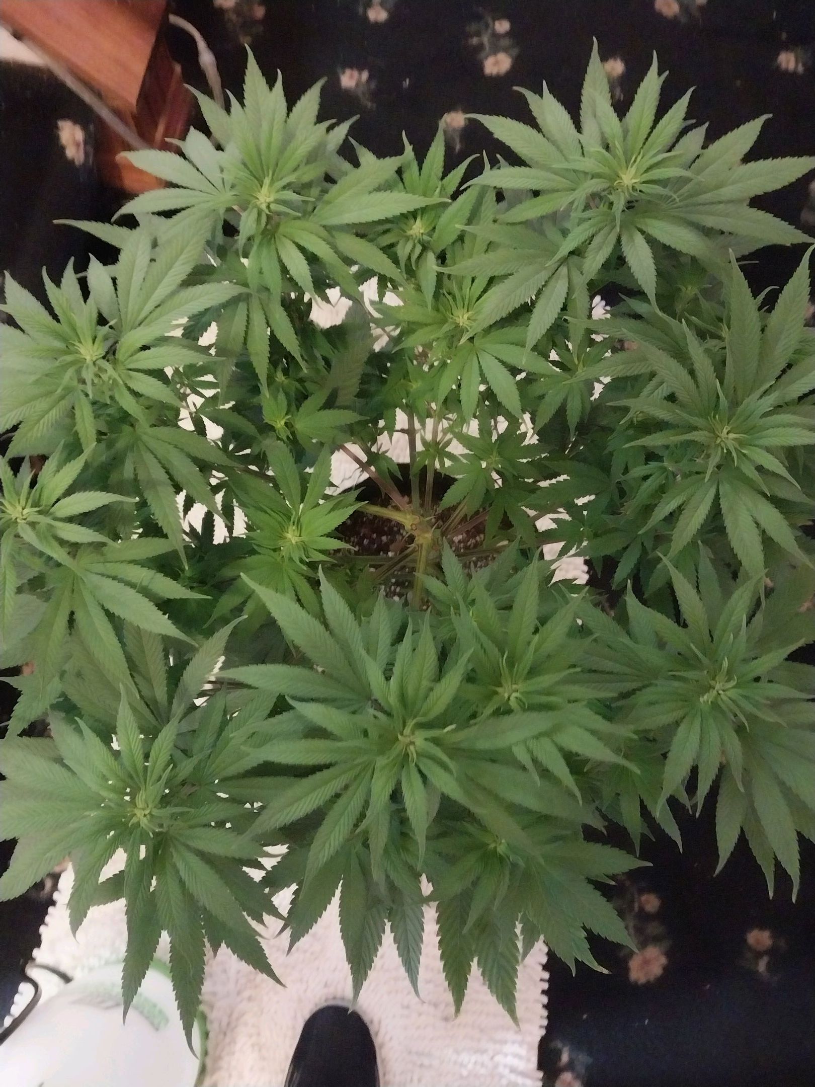 Thorsberry growlog header