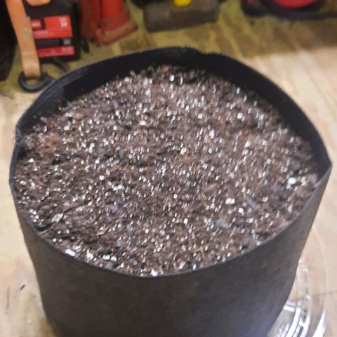 Daisy's  growlog timeline photo