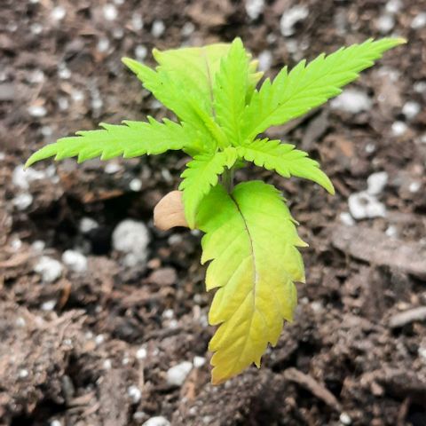 Daisy's  growlog timeline photo