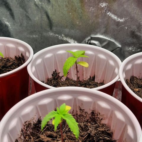 Daisy's  growlog timeline photo