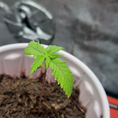 Daisy's  growlog timeline photo