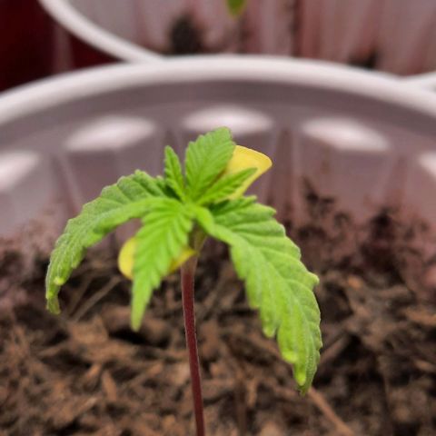 Daisy's  growlog timeline photo